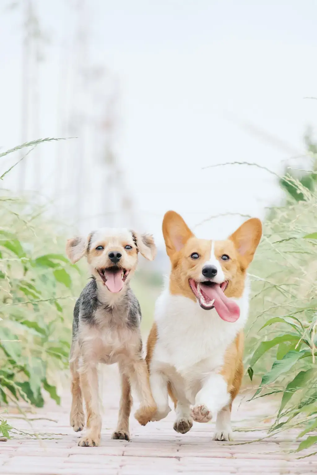 寵物選汪還是喵？台式大剖析！